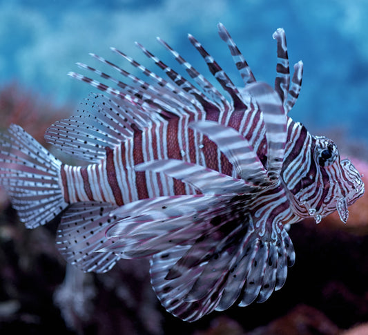 Helping Stem the Tide of Invasive Species